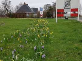 Narcissen