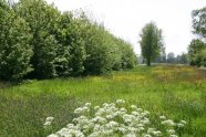 LENTE