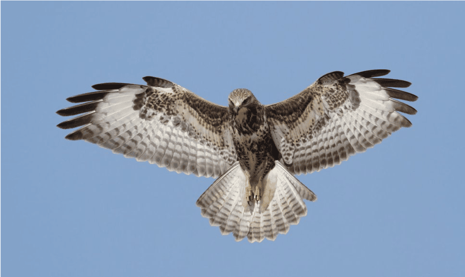 Roofvogel