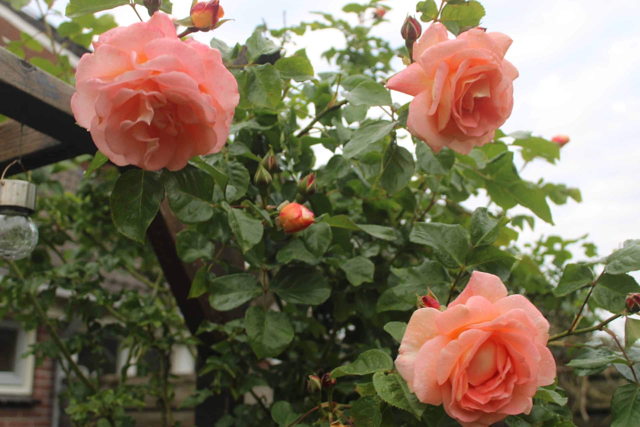 Tuin weetjes_1